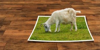 Ideen abgrasen mal anders /Pixabay Ideen abgrasen mal anders