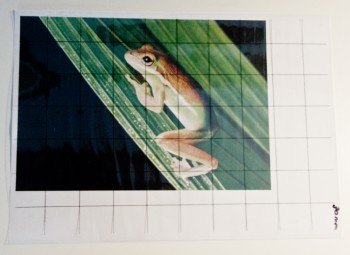 Frosch Foto mit Raster