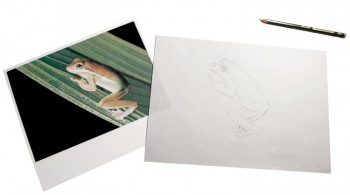 Frosch-Foto und Zeichnung