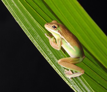 Frosch Foto Original von PublicDomainPictures /pixabay Frosch Foto Original