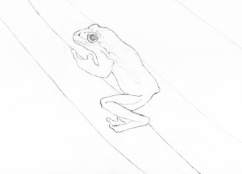 Frosch Bleistiftzeichnung