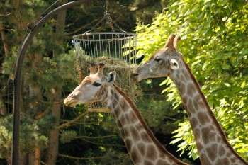 Foto: fressende Giraffen Foto: fressende Giraffen