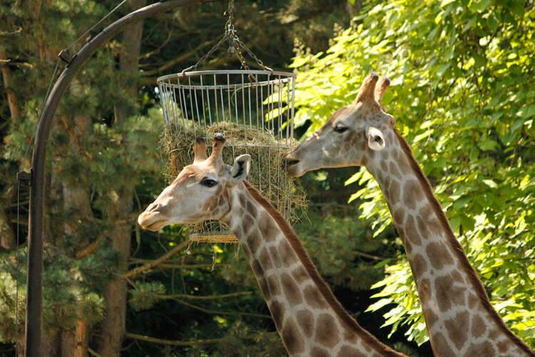 Foto: fressende Giraffen
