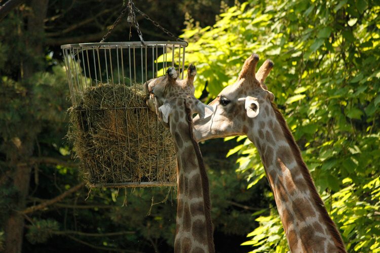 Foto: Giraffen am Futterkorb