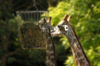 Foto: Giraffen am Futterkorb bearbeitet Foto: Giraffen am Futterkorb bearbeitet