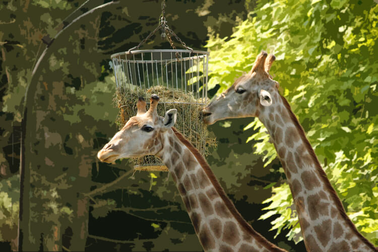 Hintergrund unscharf maskieren bei den fressenden Giraffen