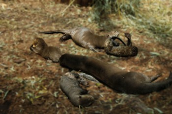 Foto: Robben Familie bearbeitet Foto: Robben Familie bearbeitet
