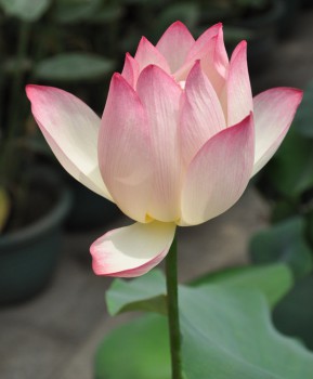 Seerose Foto Original von artzhangqingfeng /pixabay Seerose Foto