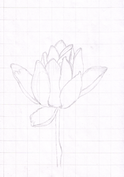 Gezeichnete Seerose mit Raster