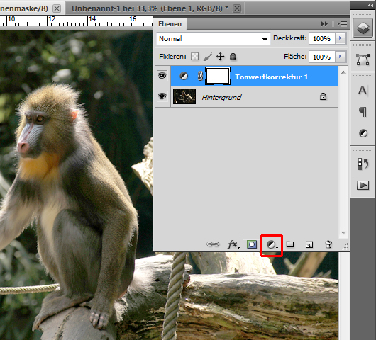 Foto eines Affen: Tonwertkorrektur anwenden