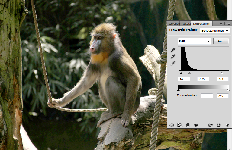 Foto eines Affen: Tonwertkorrektur bearbeiten