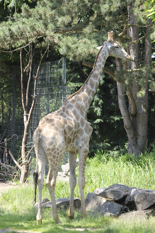 Foto einer Giraffe im Original