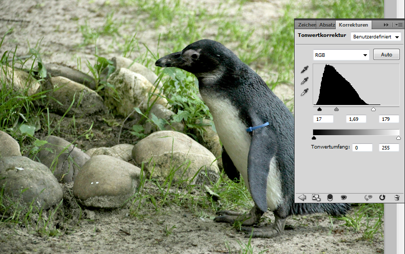 Foto eines Pinguins: Tonwertkorrektur anwenden