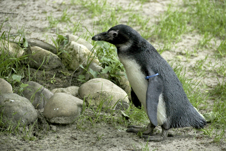 Foto eines Pinguins nach der Tonwertkorrektur