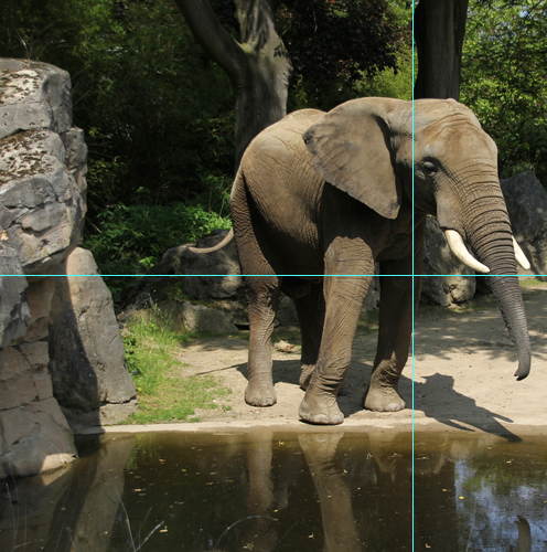 Foto Elefant: Anschnitt mit Hilfslinien