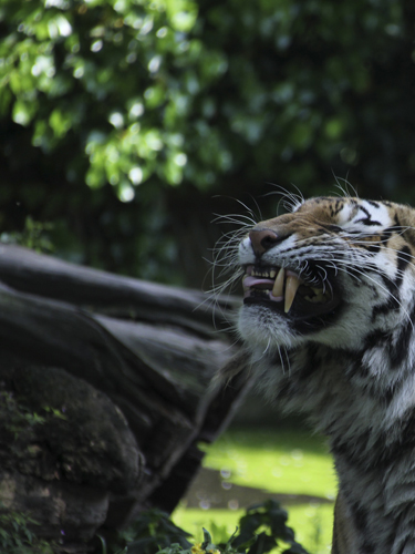 Foto Tiger: Anschnitt