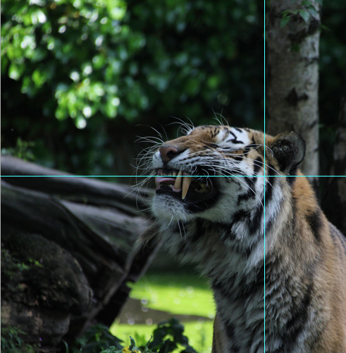 Foto Tiger: Anschnitt mit Hilfslinien