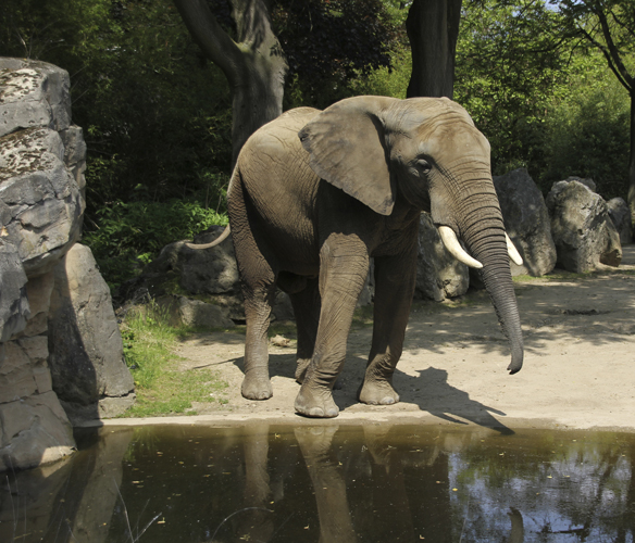 Foto Elefant: goldener Schnitt