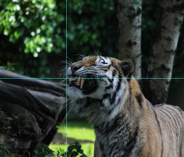 Foto Tiger: Bildausschnitt goldener Schnitt mit Hilfslinien