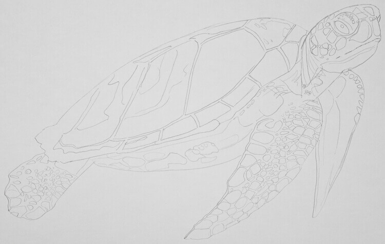 Meeresschildkröte Bleistiftskizze