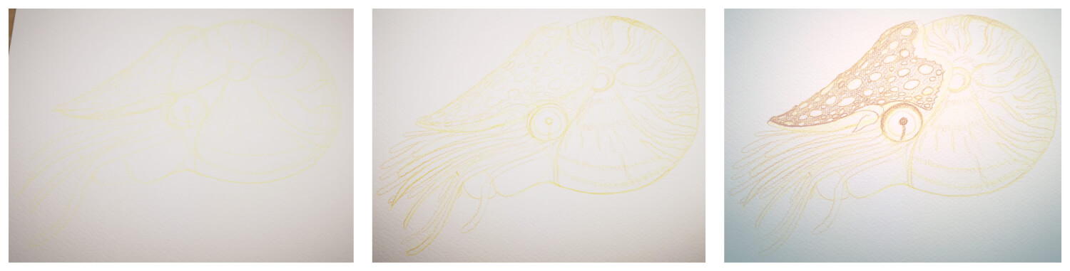 Nautilus malen mit Aquarellbuntstift in einzelnen Schritten