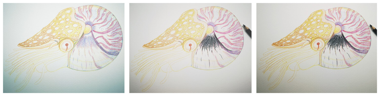 Nautilus malen mit Aquarellbuntstift in einzelnen Schritten 3