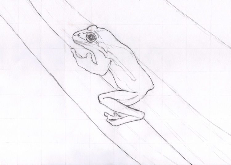 Frosch Zeichnung mit Raster