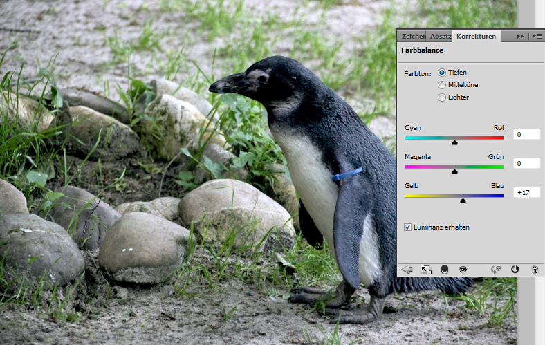 Foto eines Pinguins: Farbbalance ändern