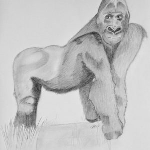 Gorilla Bleistiftzeichnung 15