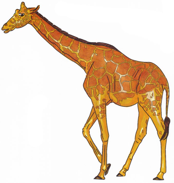 Giraffenzeichnung kolorieren