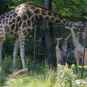 Foto einer fressenden Giraffe