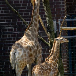 Giraffenmutter mit Baby