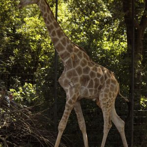 Laufende Giraffe im Zoo