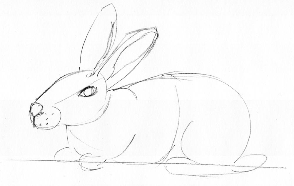 Kaninchen zeichnen