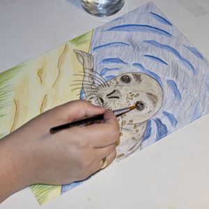 Seehund Zeichnung: Aquarellbuntstift aquarellieren 1