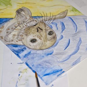Seehund Zeichnung: Aquarellbuntstift aquarellieren 11