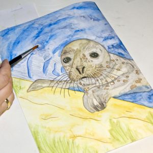 Seehund Zeichnung: Aquarellbuntstift aquarellieren 13
