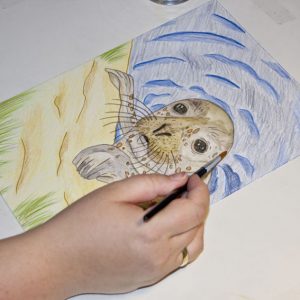 Seehund Zeichnung: Aquarellbuntstift aquarellieren 3