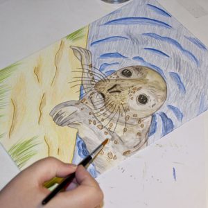 Seehund Zeichnung: Aquarellbuntstift aquarellieren 4