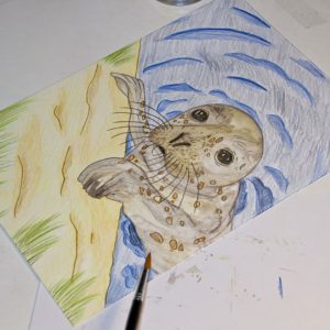Seehund Zeichnung: Aquarellbuntstift aquarellieren 5