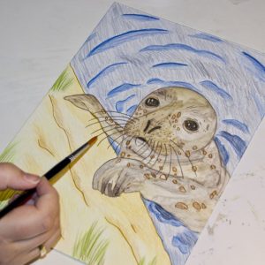 Seehund Zeichnung: Aquarellbuntstift aquarellieren 6