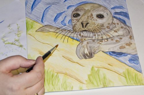 Seehund Zeichnung: Aquarellbuntstift aquarellieren 7