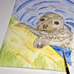 Seehund Zeichnung: Aquarellbuntstift aquarellieren 9