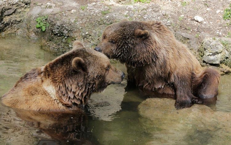 Fotovorlage: 2 Braunbären im bzw. am Wasser