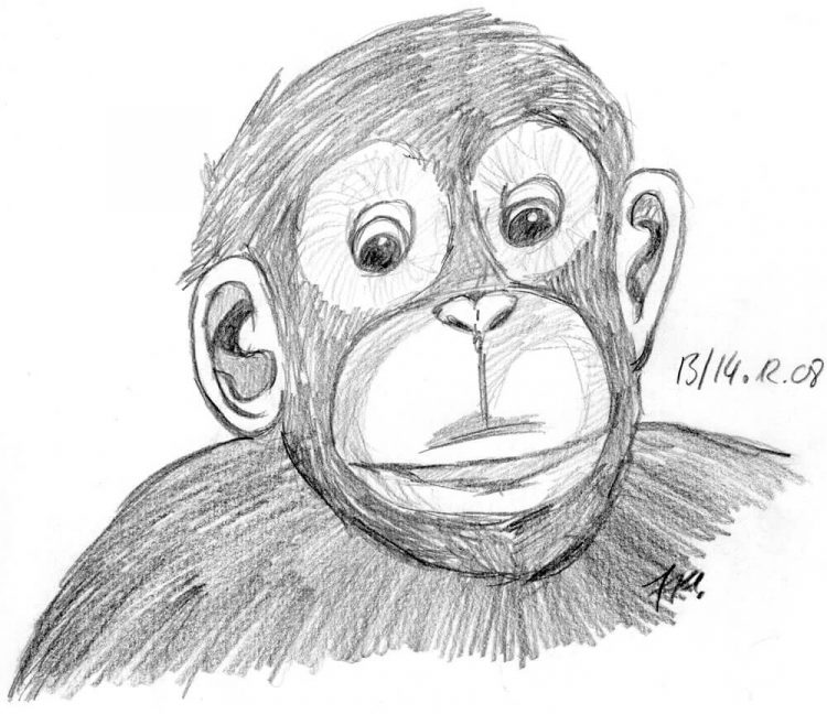 2008 - Schimpansenportrait