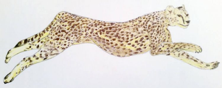 Gepard Pastellmalerei 3