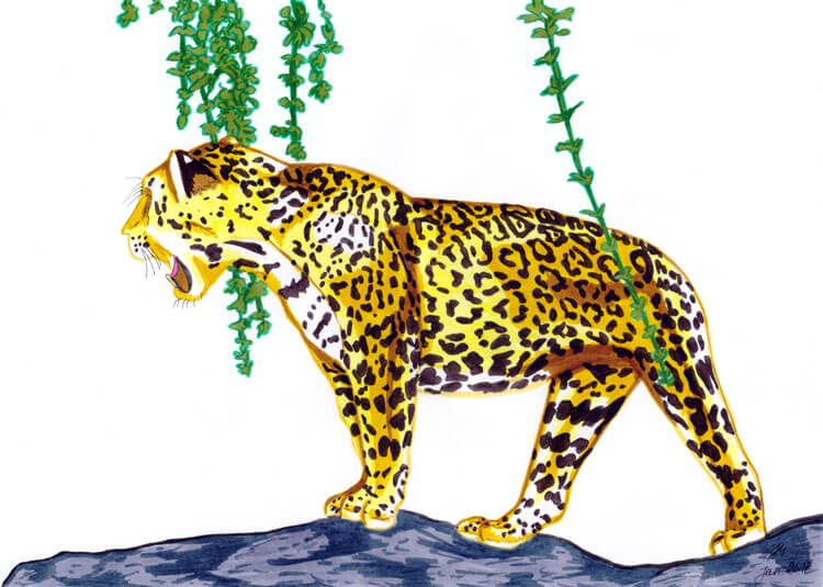 Jaguar Filzstift Kolorierung 7