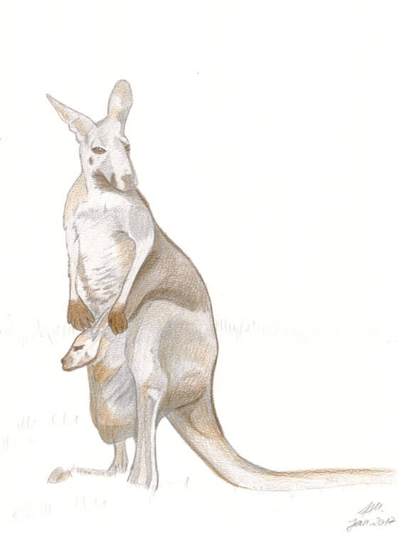 Tier ABC: K wie Känguru - Känguru zeichnen und malen lernen