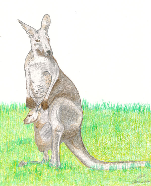 Tier ABC: K wie Känguru – Känguru zeichnen