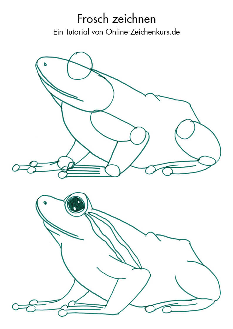 Frösche und Kröten zeichnen